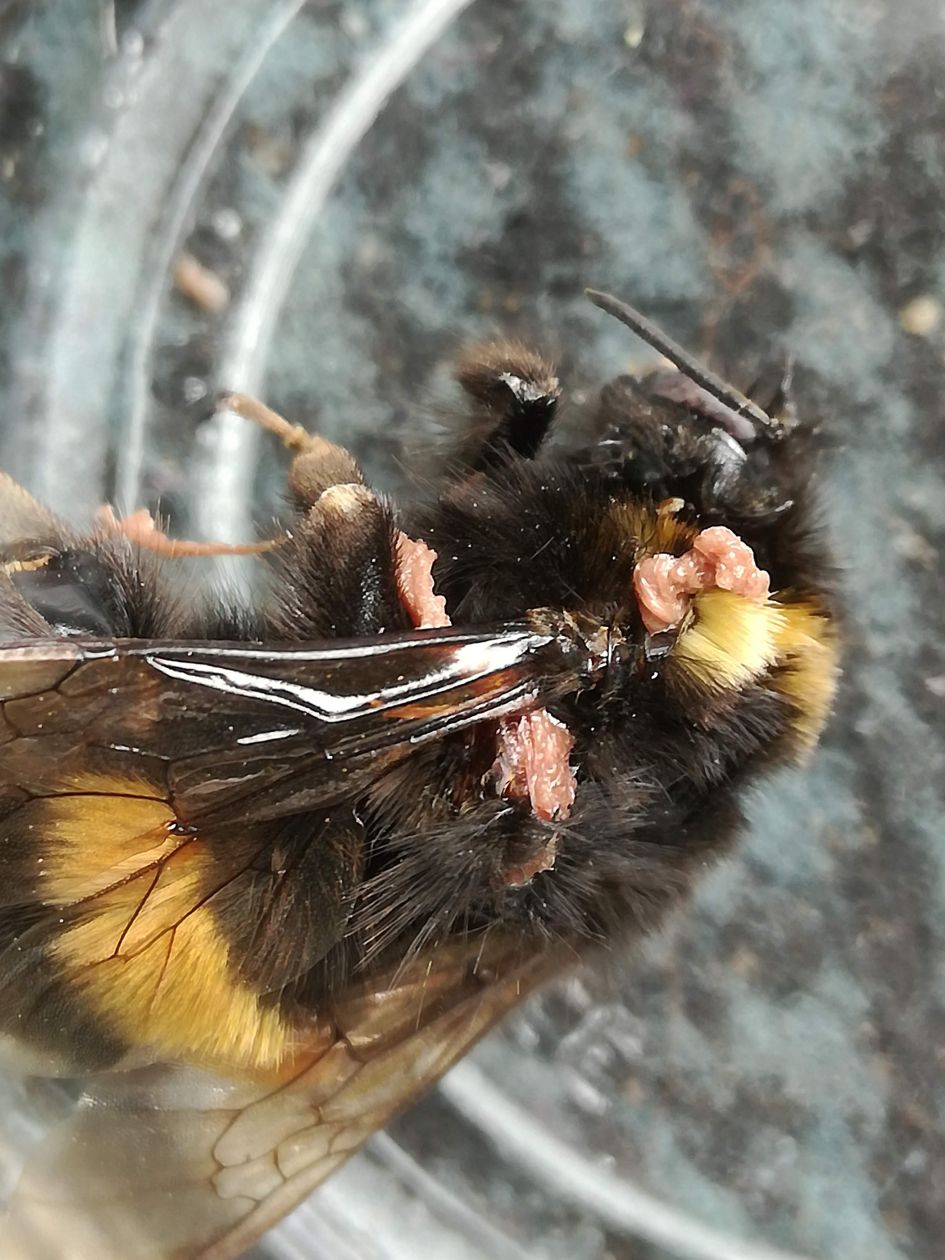 Hommel met een roze bult