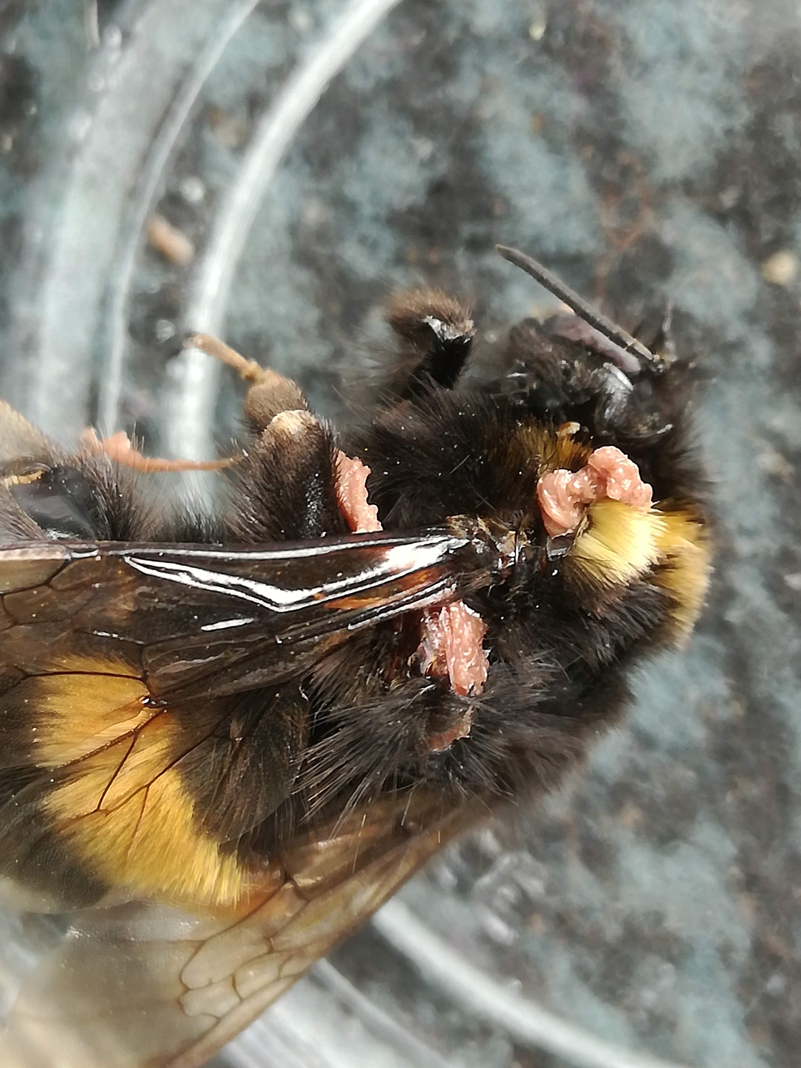 Hommel met een roze bult