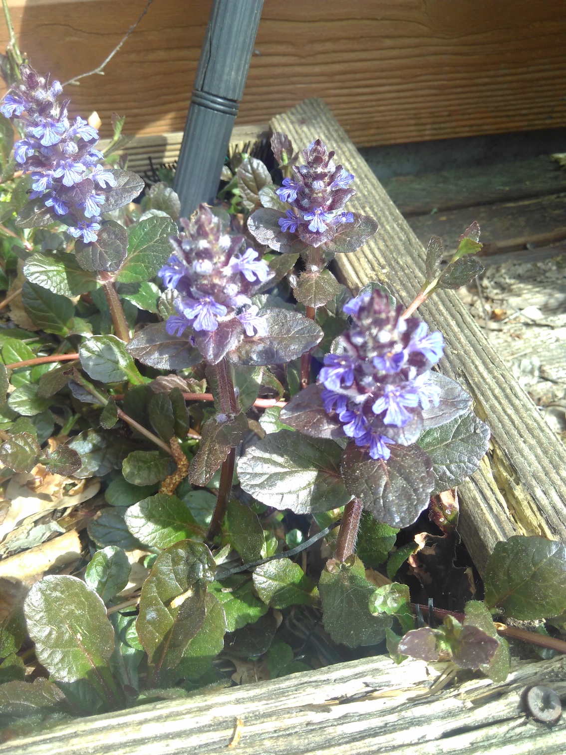 Welk plantje is dit?