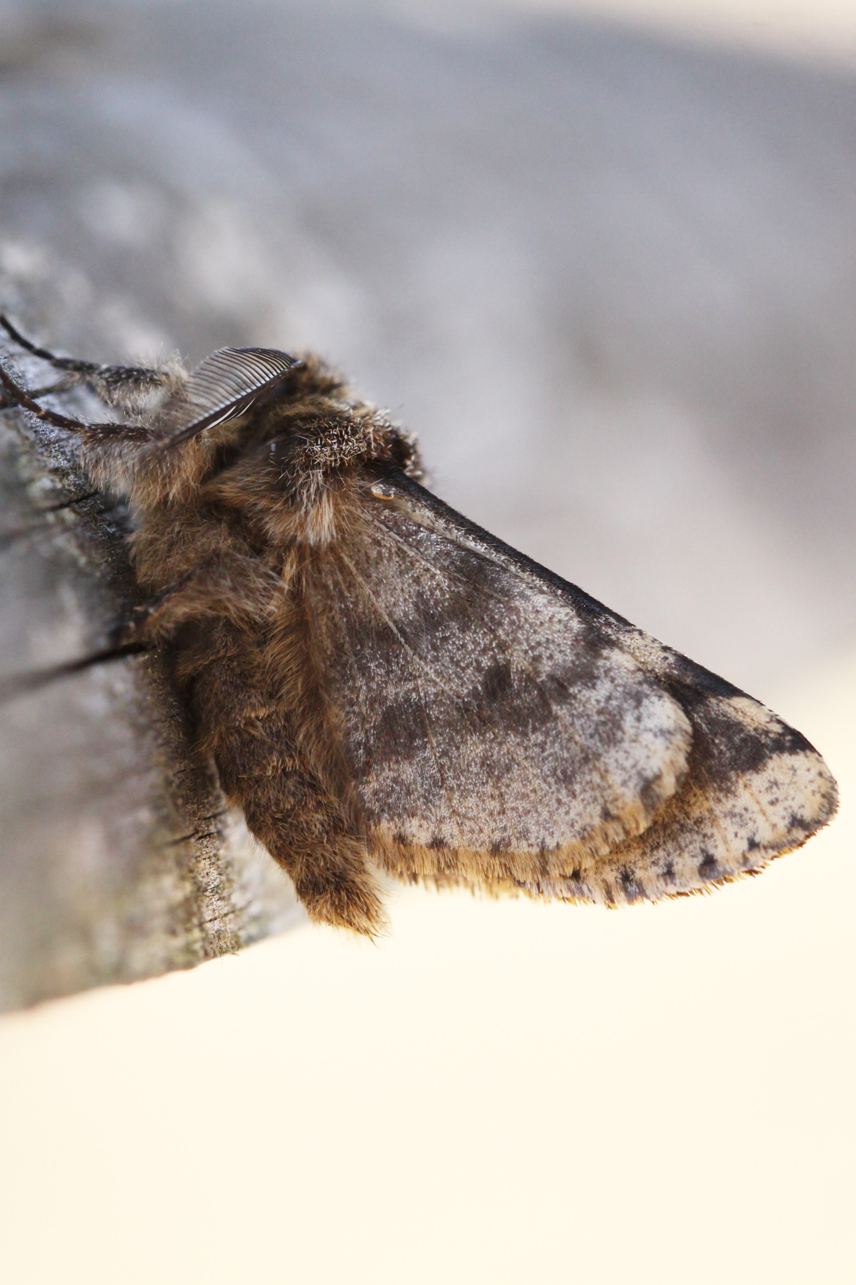 Welke "nachtvlinder(?)" is dit?