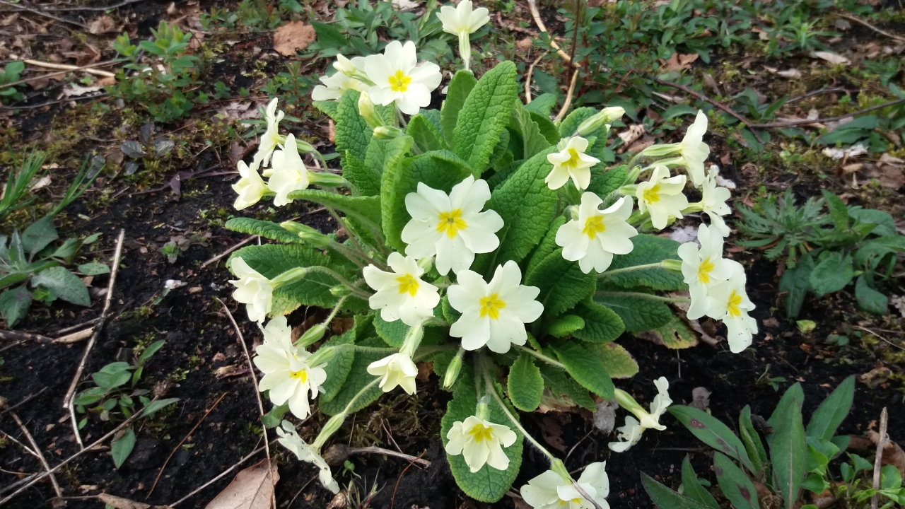 Hoe heet dit plantje?