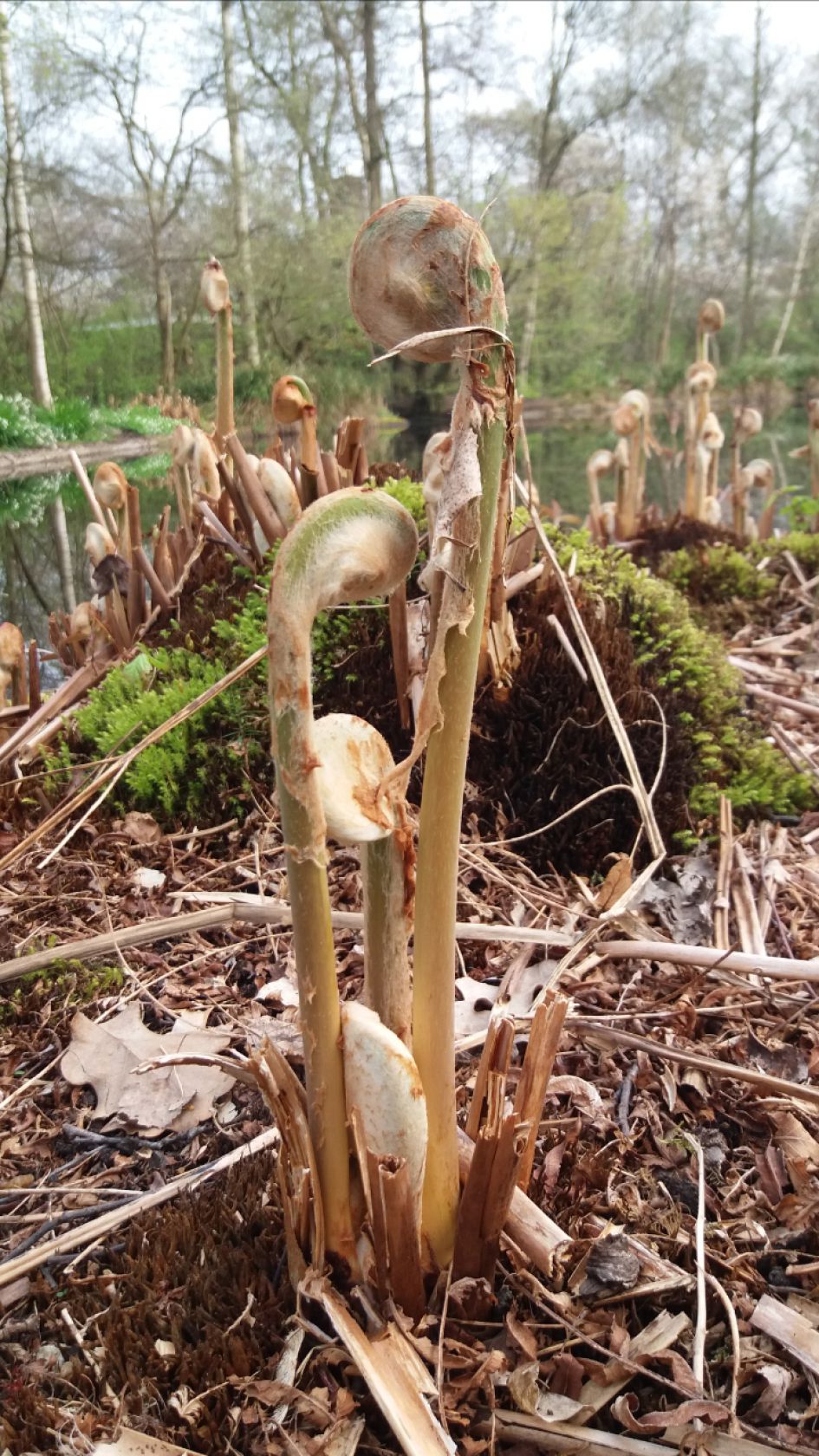 Hoe heet dit plantje?