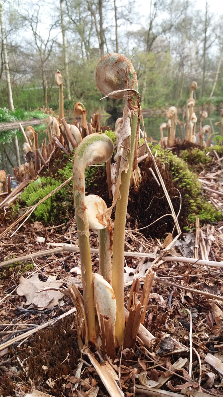 Hoe heet dit plantje?