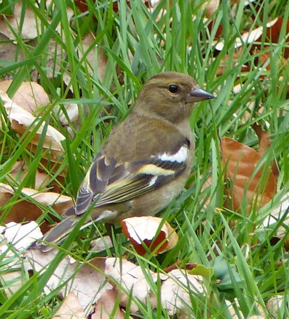 Wat is dit voor een vogel?