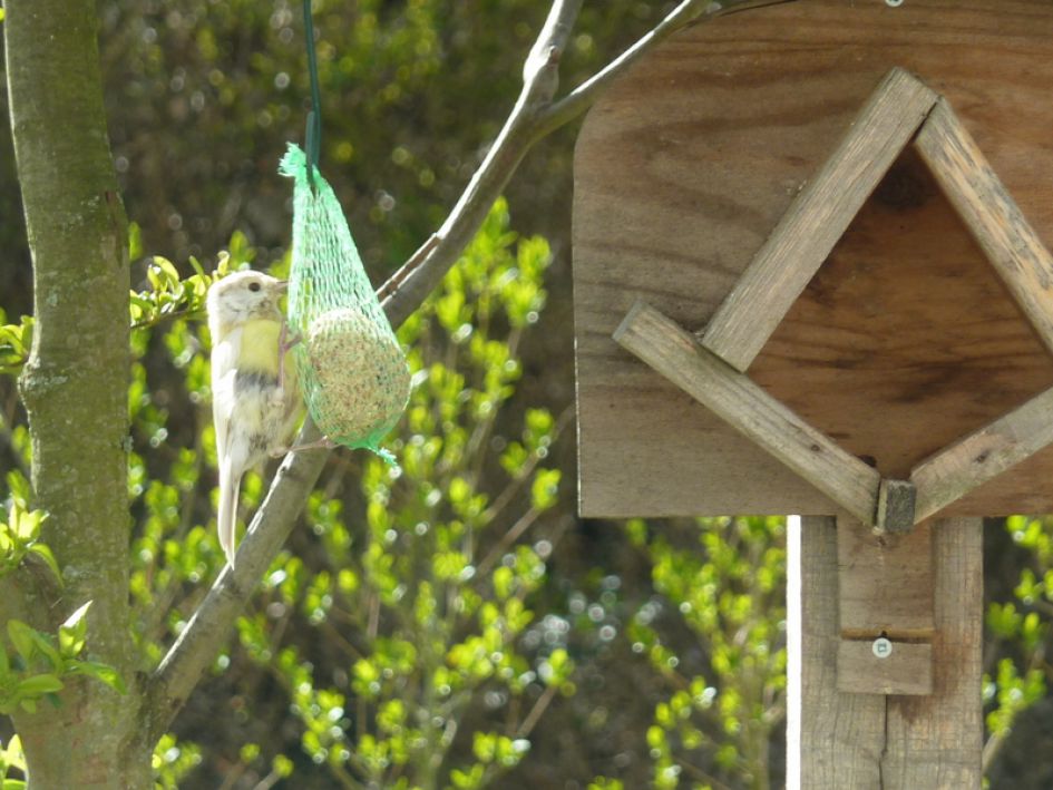 wie weet welke vogel dit is