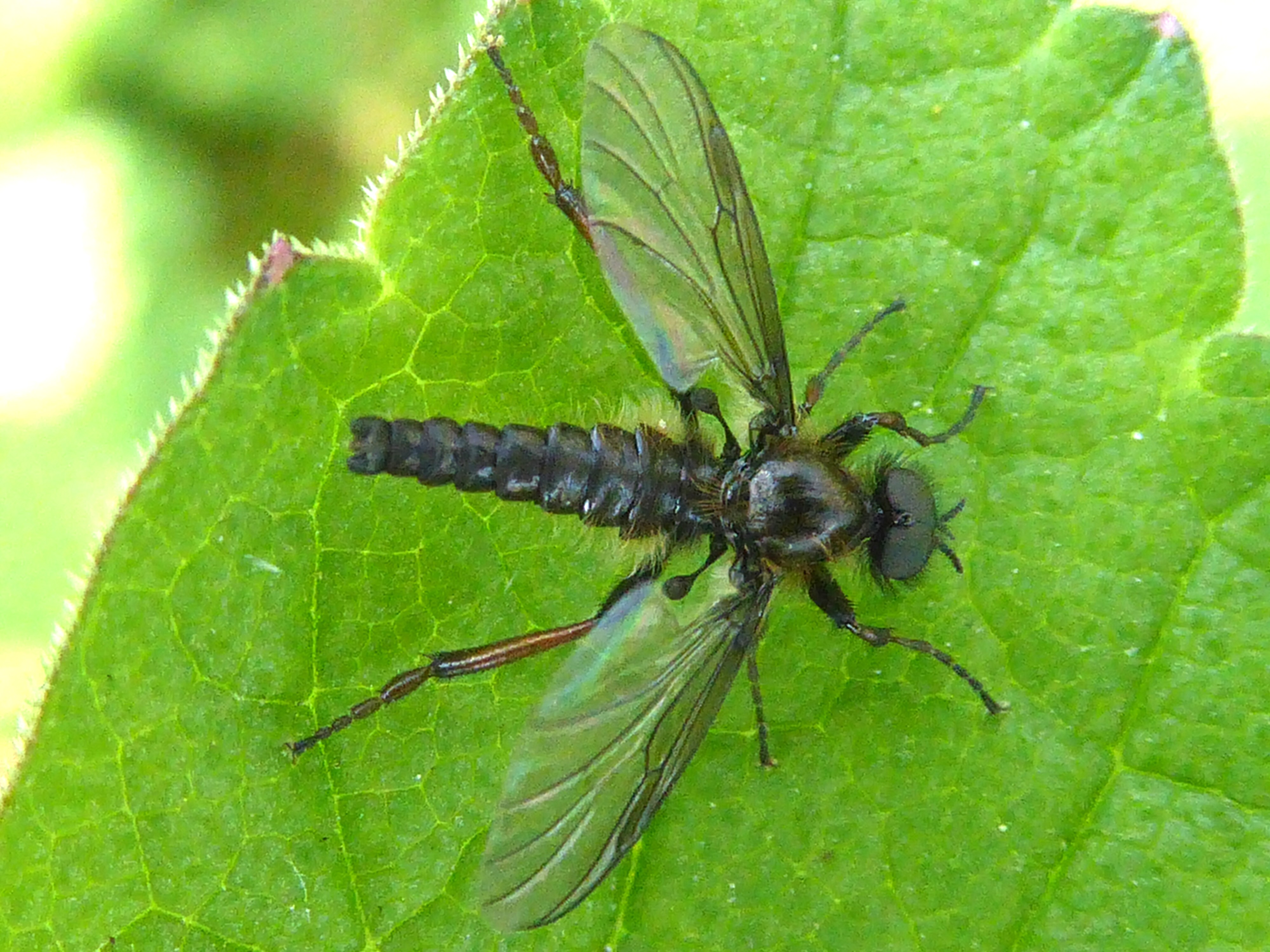 Thereva nobilitata ?