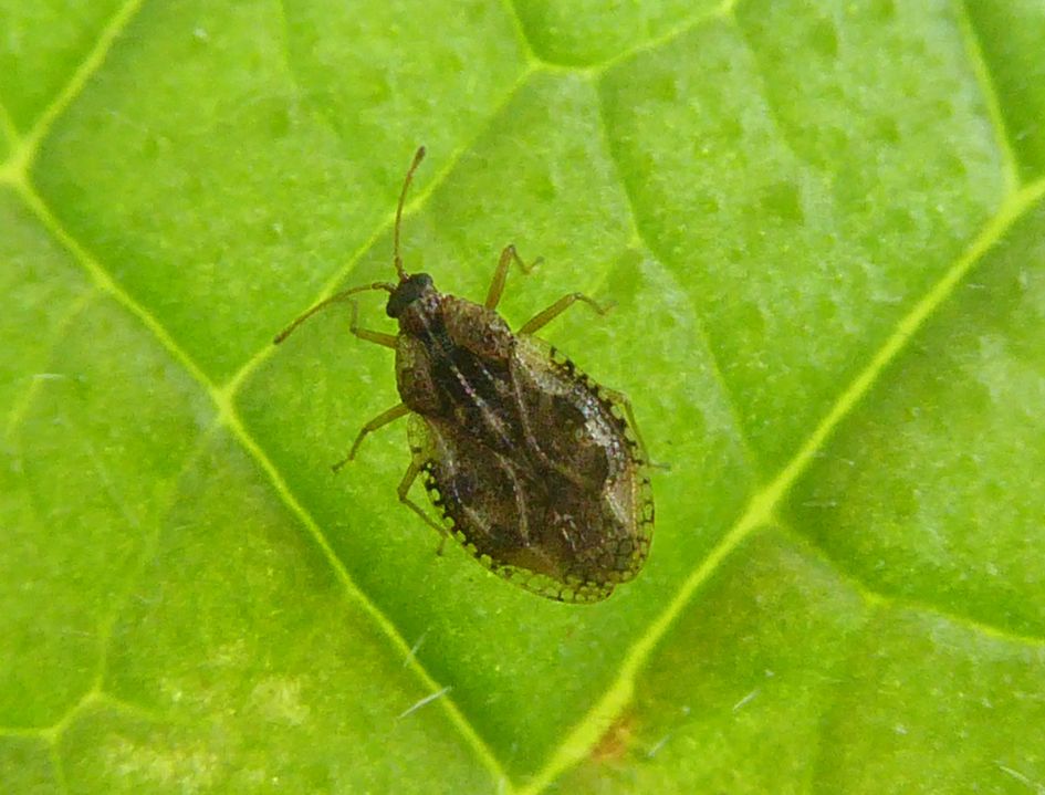 nimf van dezelfde soort ?