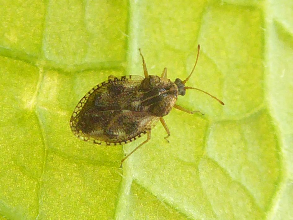 zelfde soort, andere vorm ?