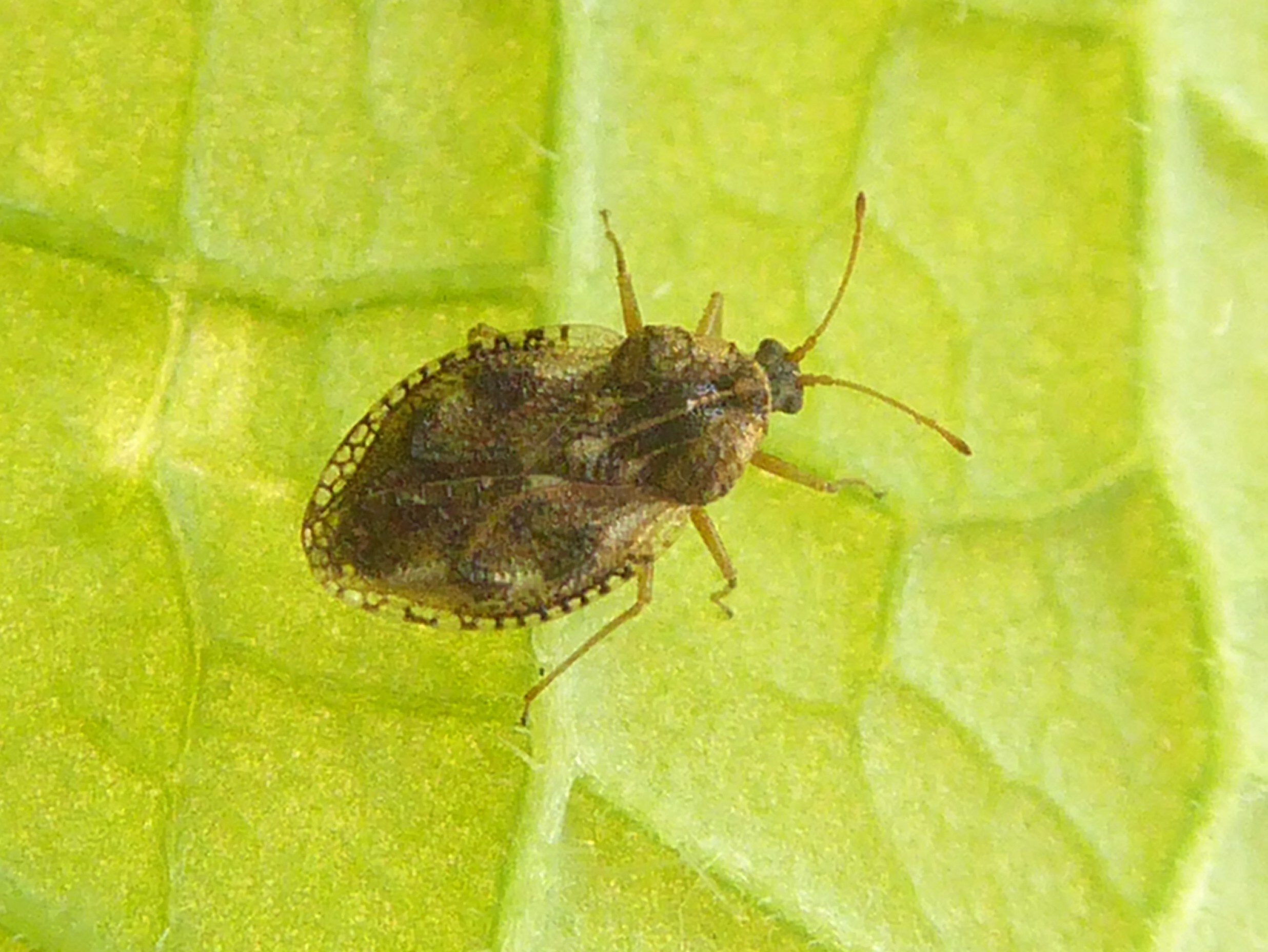 zelfde soort, andere vorm ?