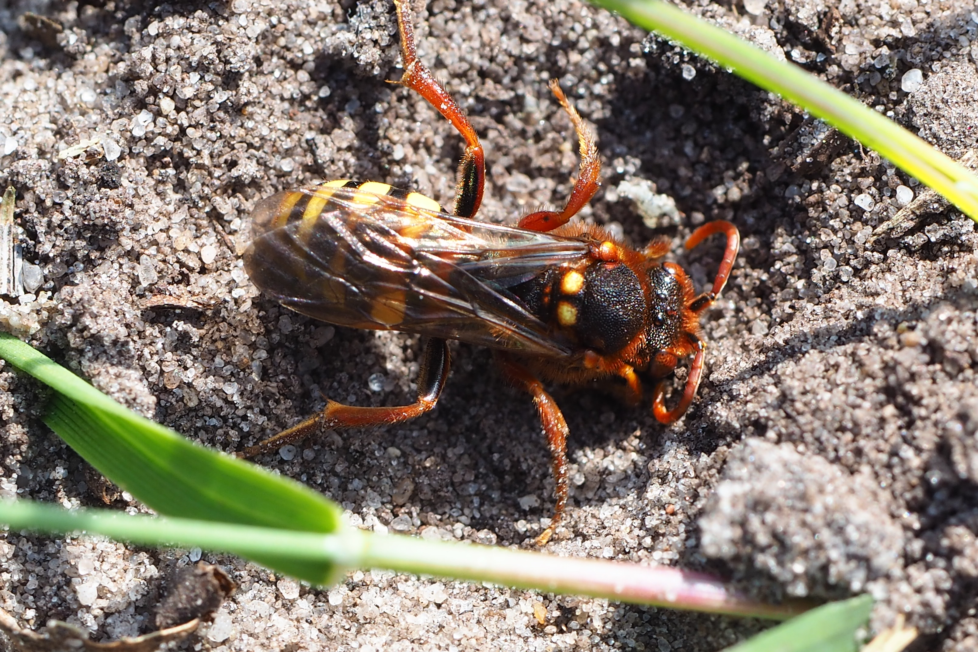 Welke zandbij is dit