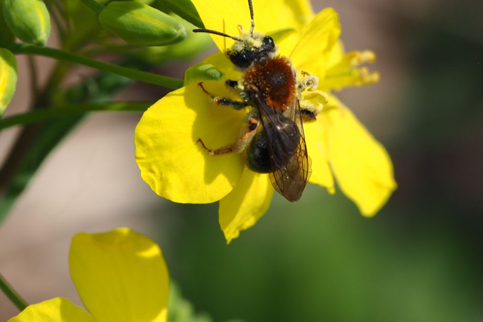 Wat voor bij/hommel is dit
