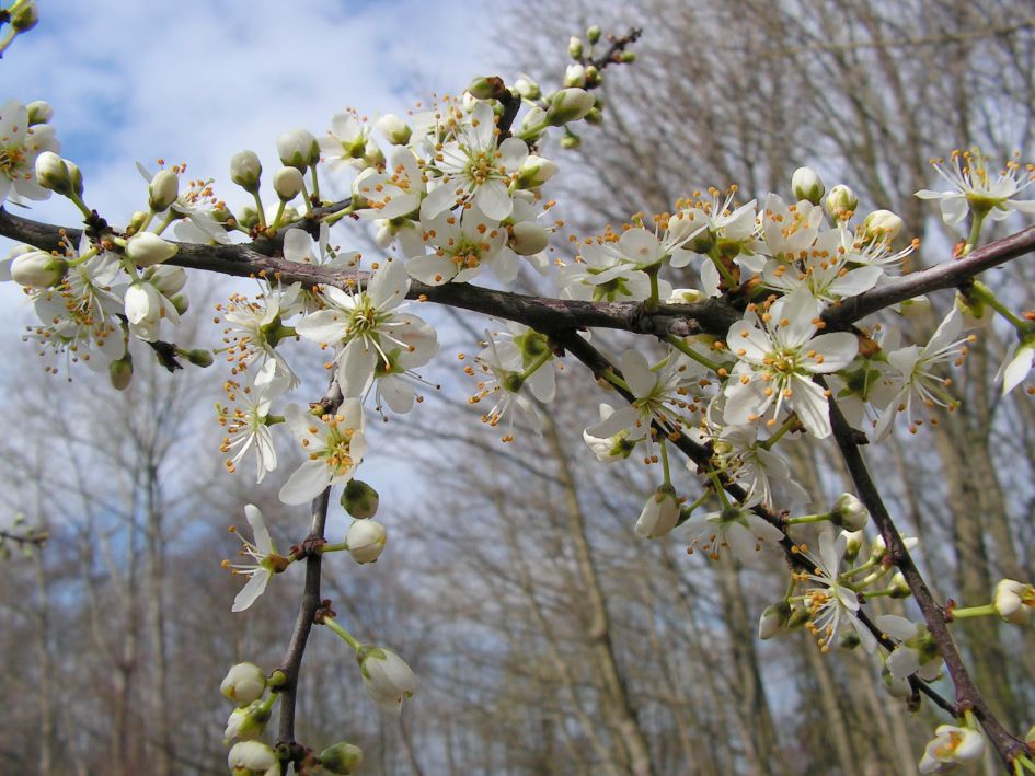 Welek struik is dit ?