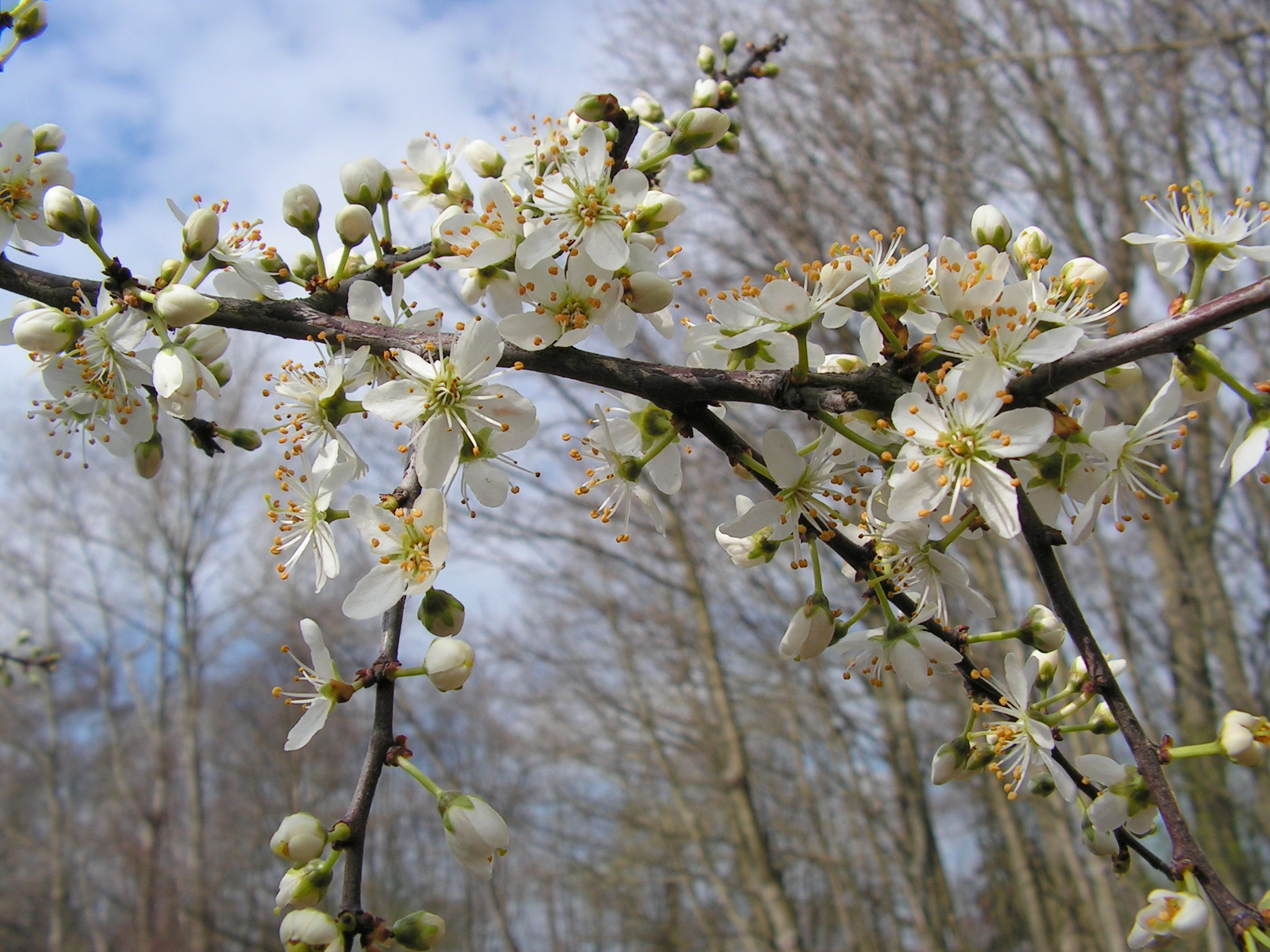 Welek struik is dit ?