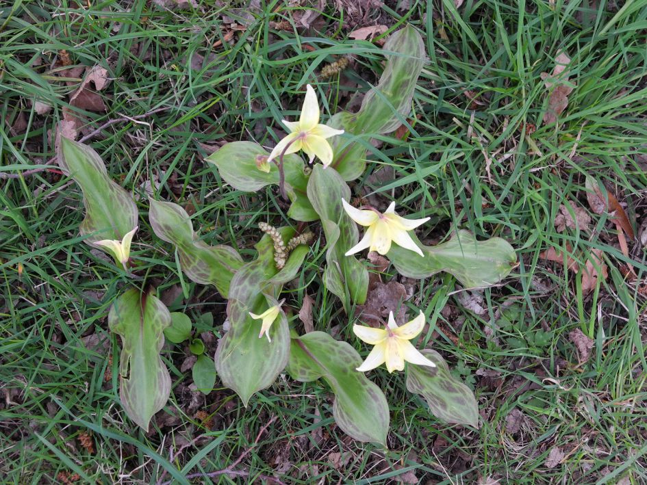 wat voor soort plant?