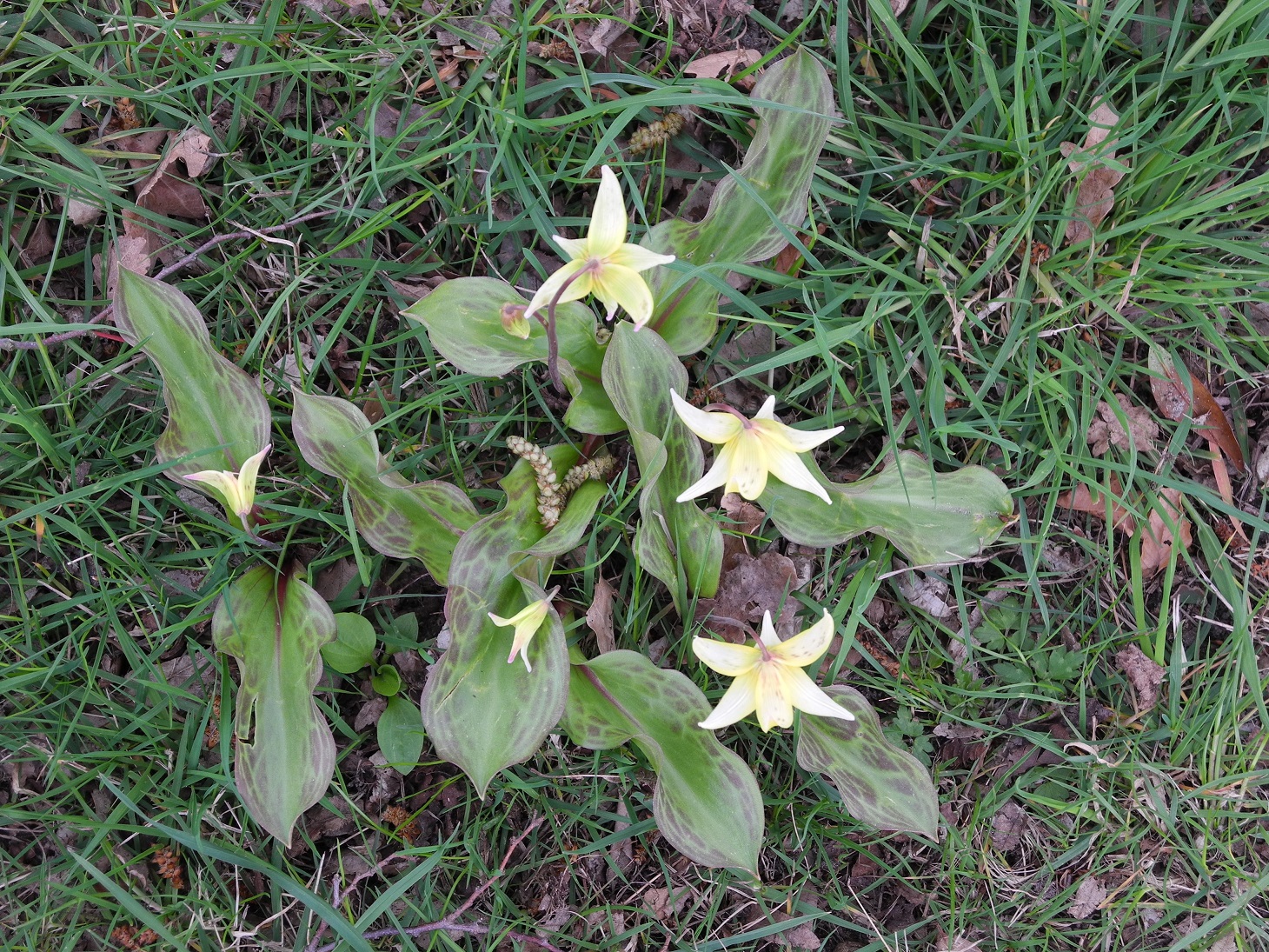 wat voor soort plant?