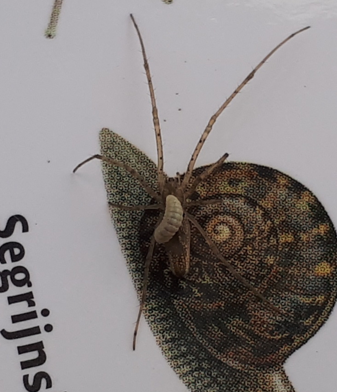 Spin met larve op rug