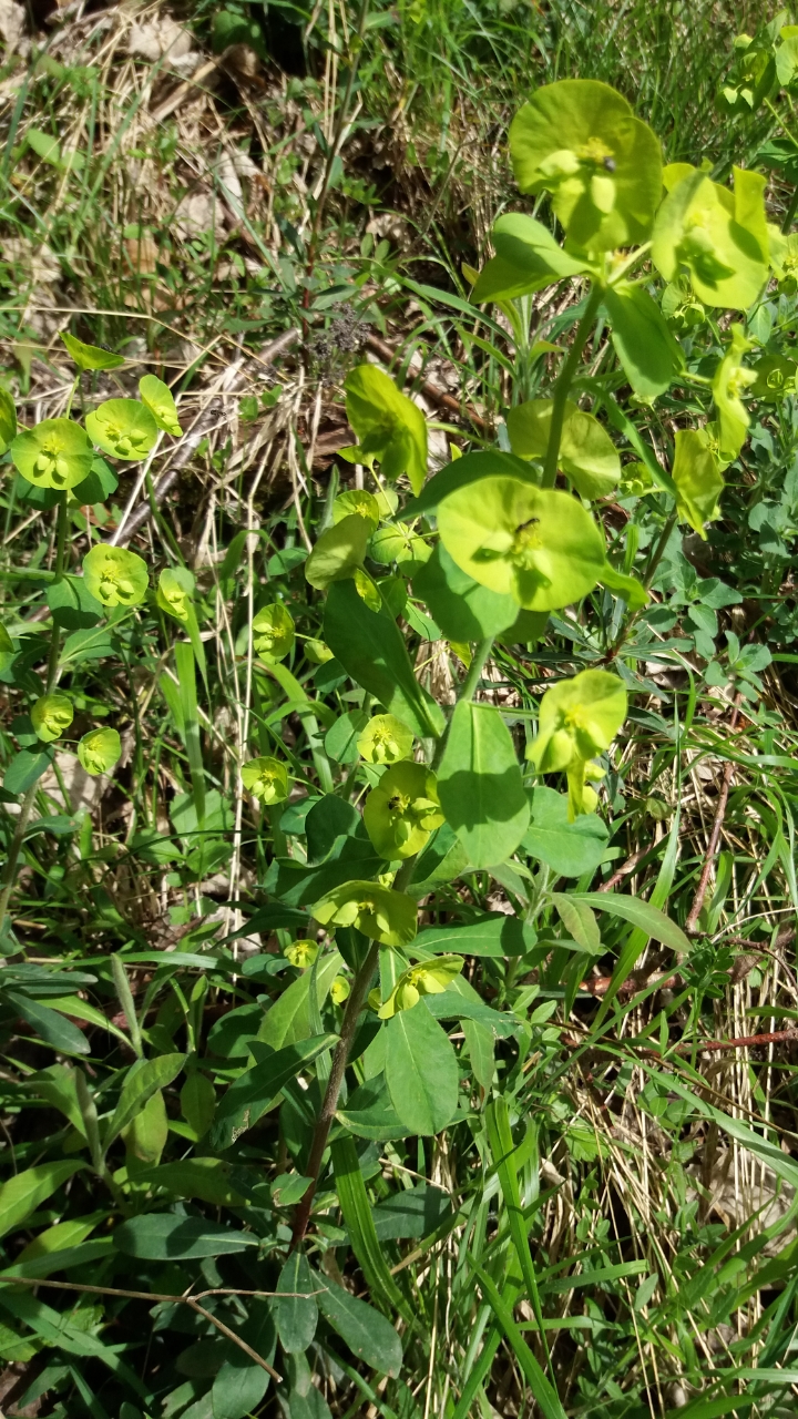 Welk plantje in het bos (bij Rouen, FR)?
