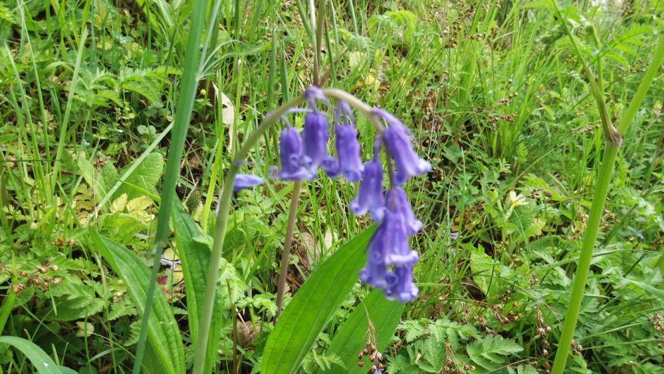 Hoe heet dit plantje?