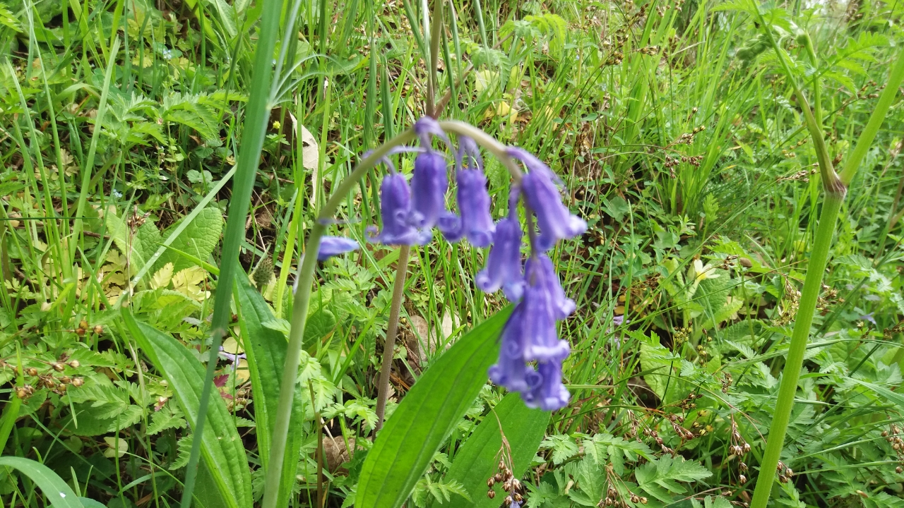 Hoe heet dit plantje?
