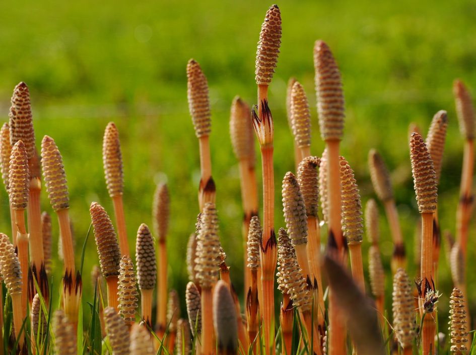 Hoe heet dit plantje?