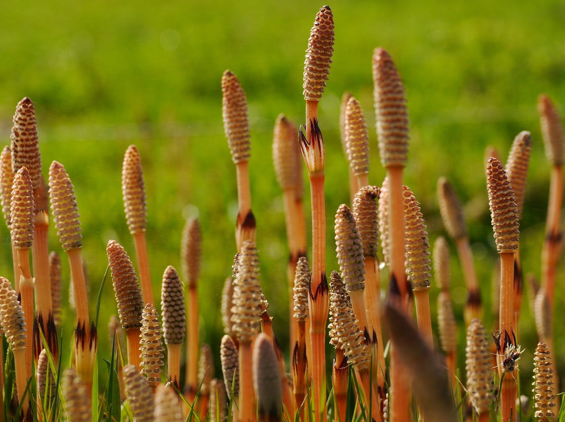 Hoe heet dit plantje?