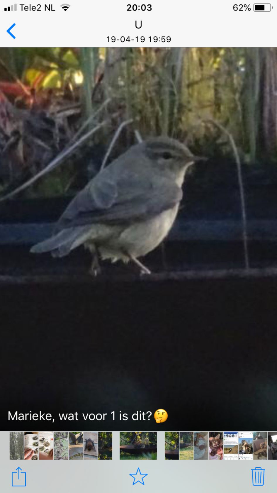 Wat voor vogeltje is dit?