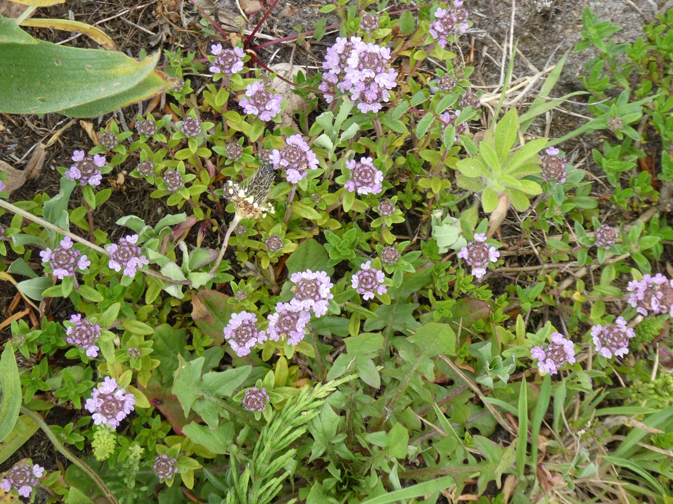 Weet iemand welk bloemetje dit is?