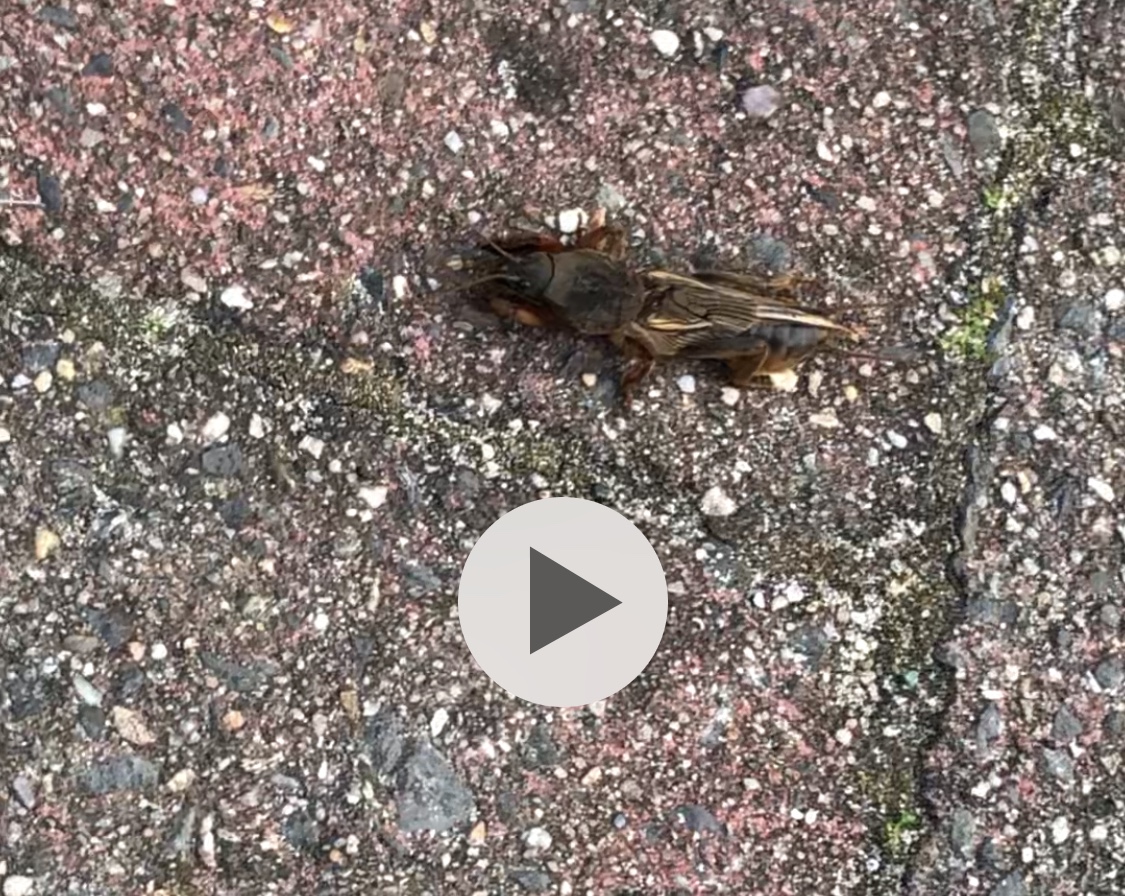 Wat is dit voor insect?