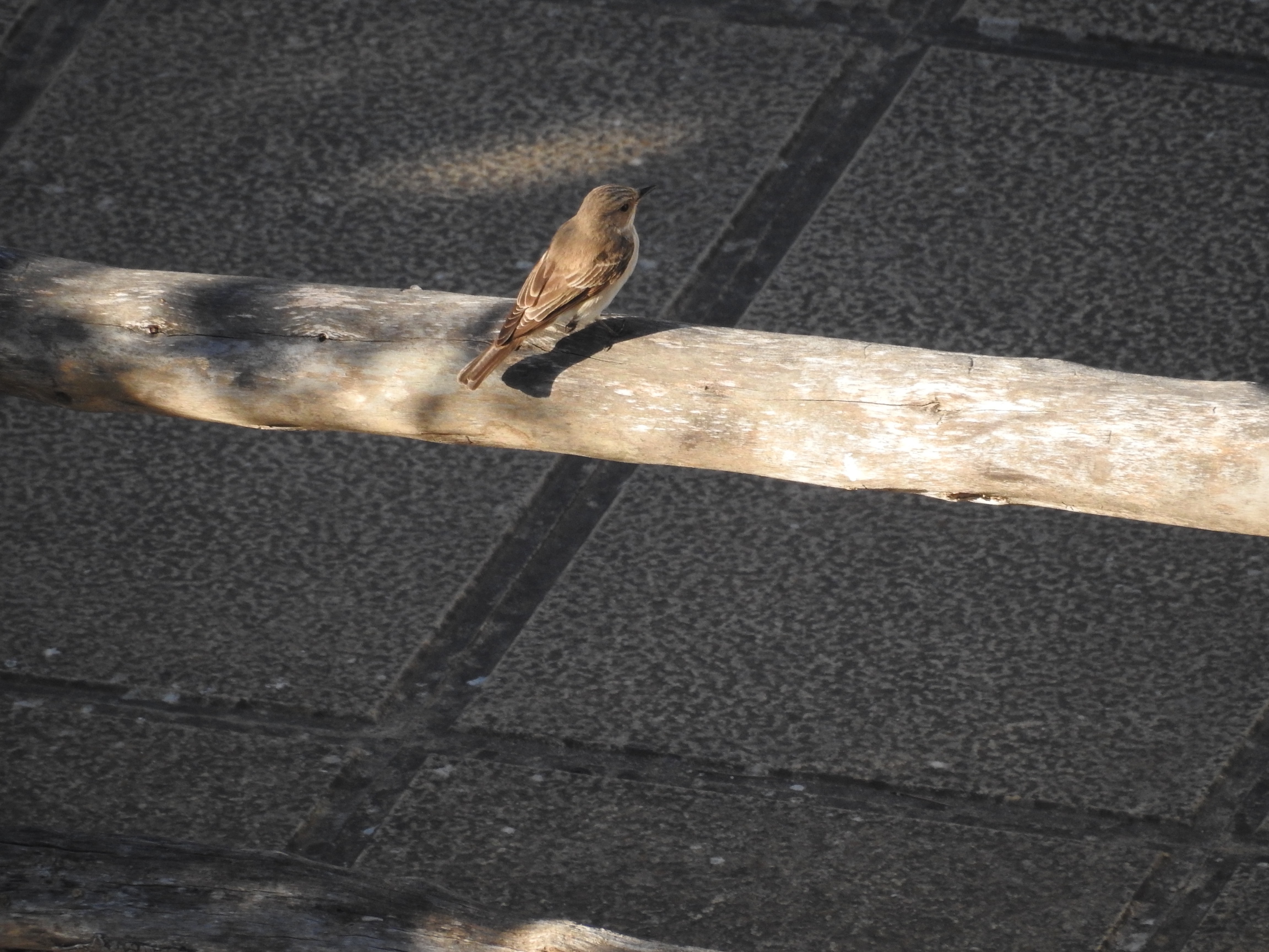 wie weet de naam van dit vogeltje?