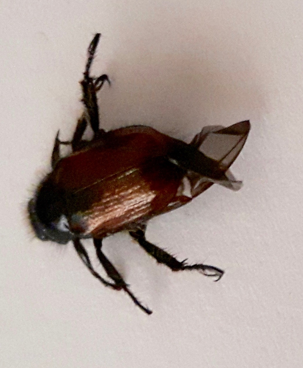 Erg veel kevers in mijn tuin