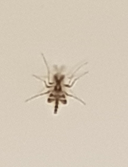 Wat voor soort mug is dit?