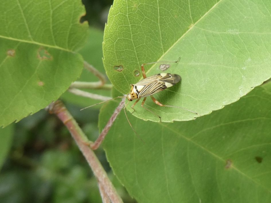 Ook dit beestje ken ik niet, jullie?