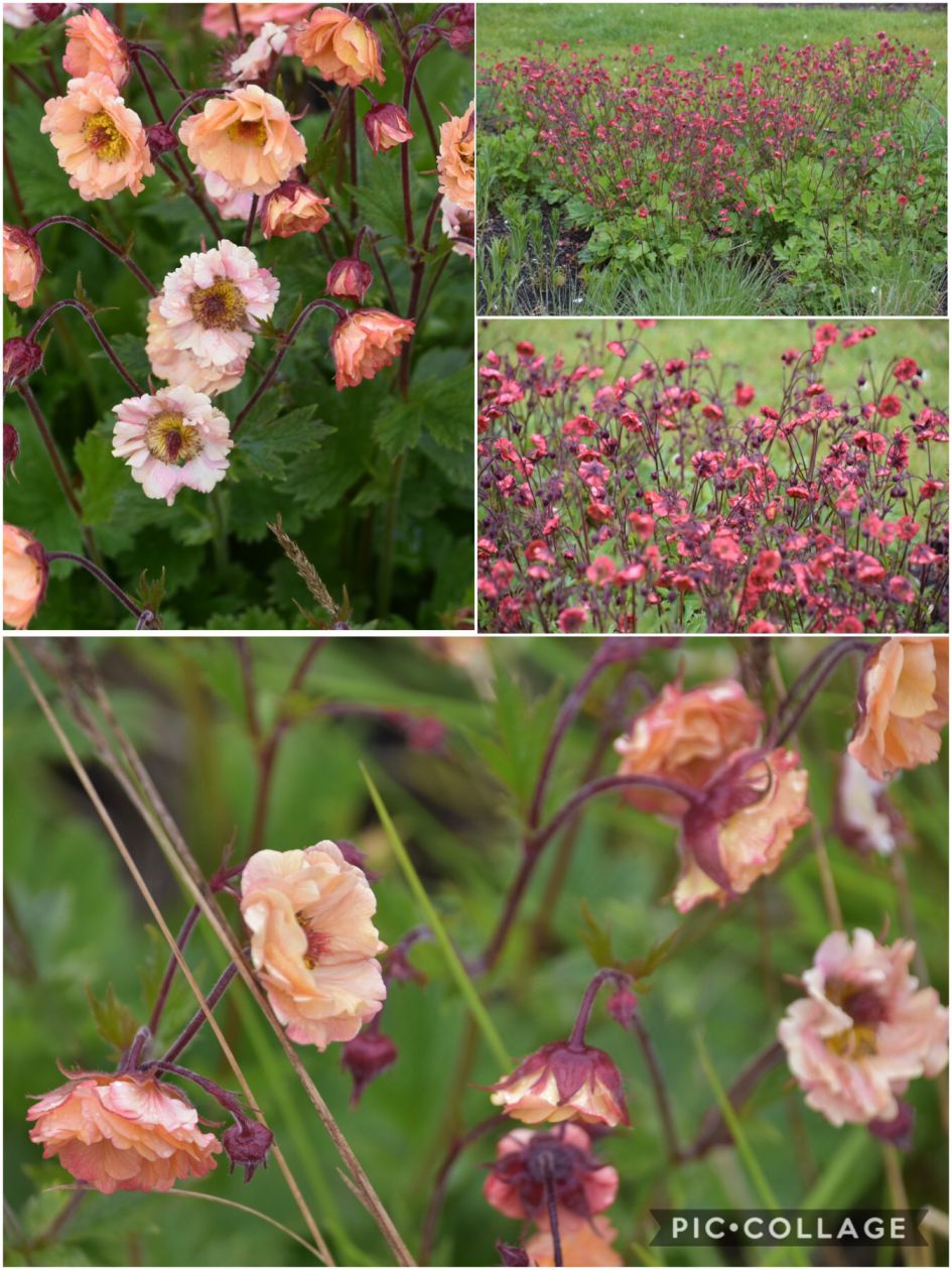 Kent iemand deze bloem?