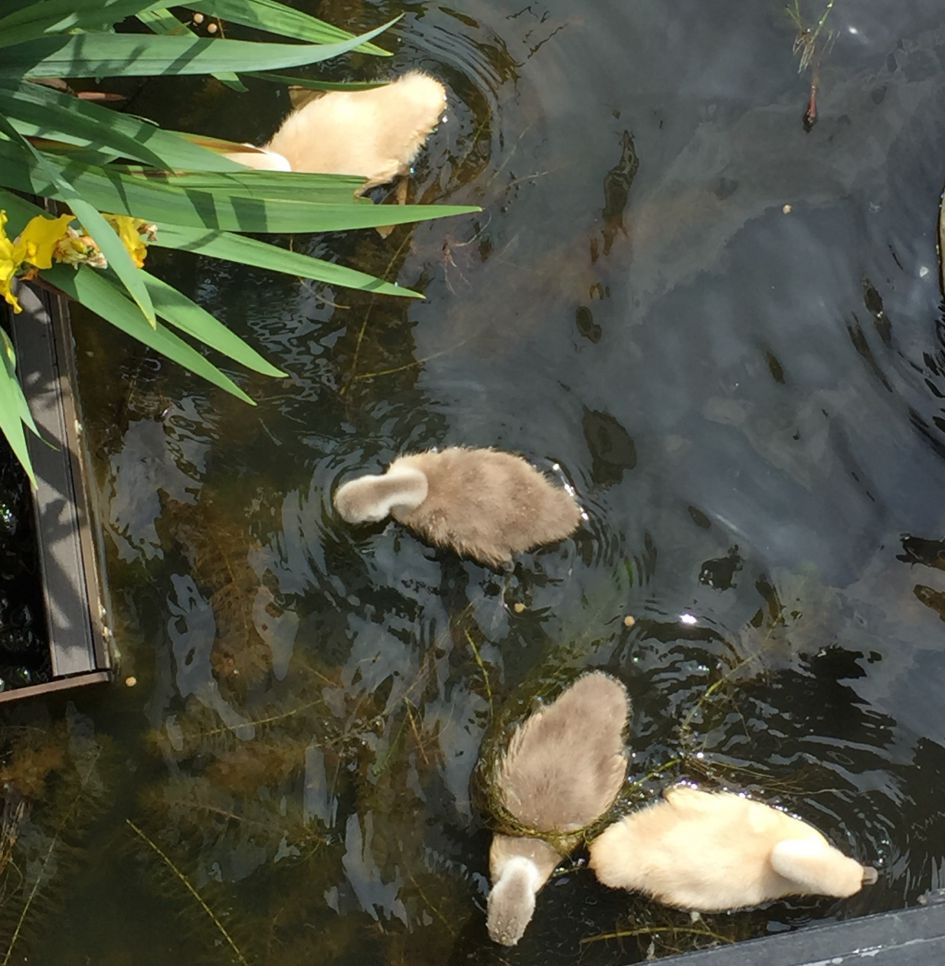 Grijze en ‘blonde’ zwanenkuikens