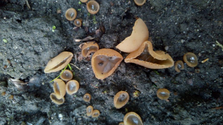 Wat voor schimmel/paddestoel is dit ?