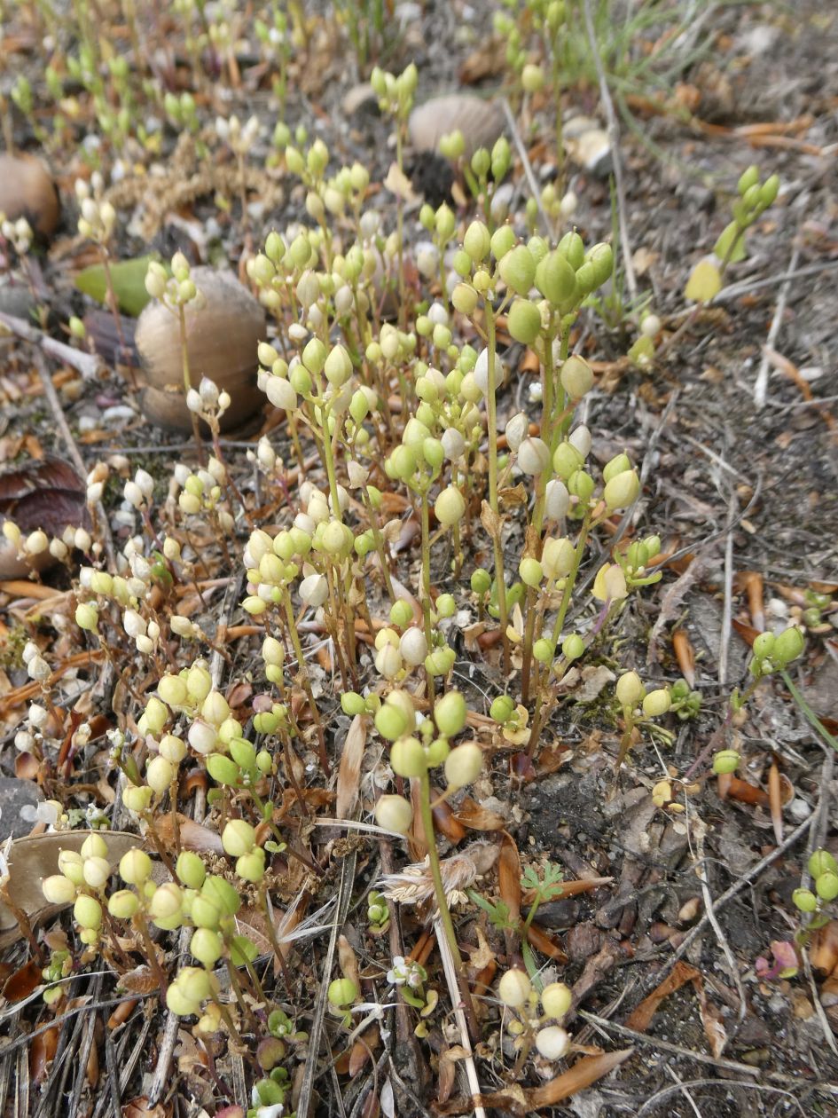 Kleine knopjes vlak boven de grond, wat mag dit zijn?