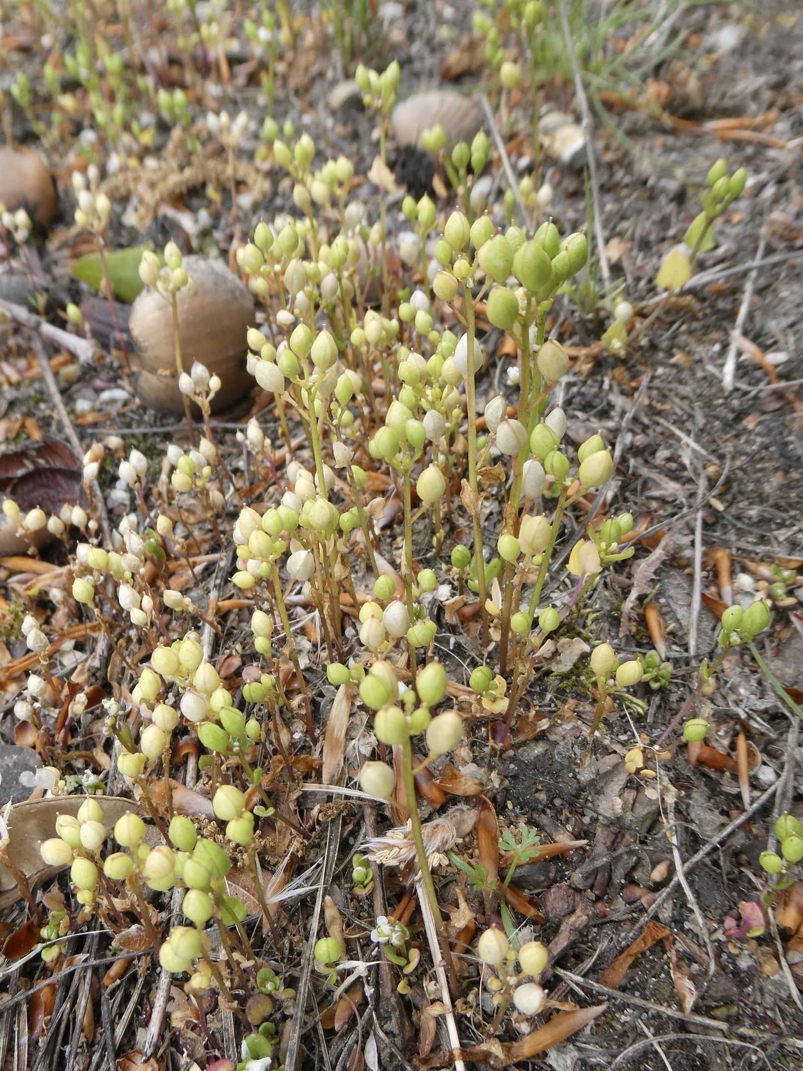 Kleine knopjes vlak boven de grond, wat mag dit zijn?