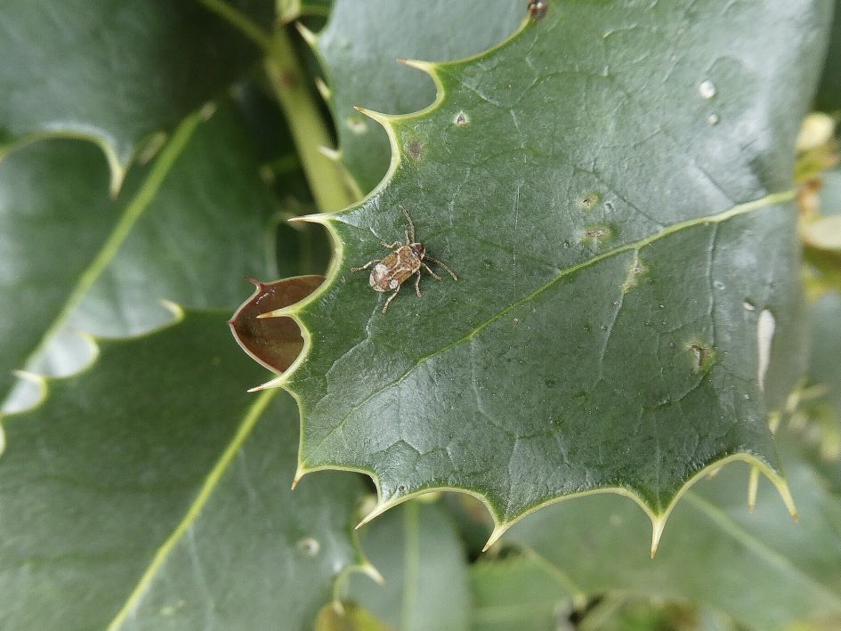 Derde beestje nog zonder naam voor mij