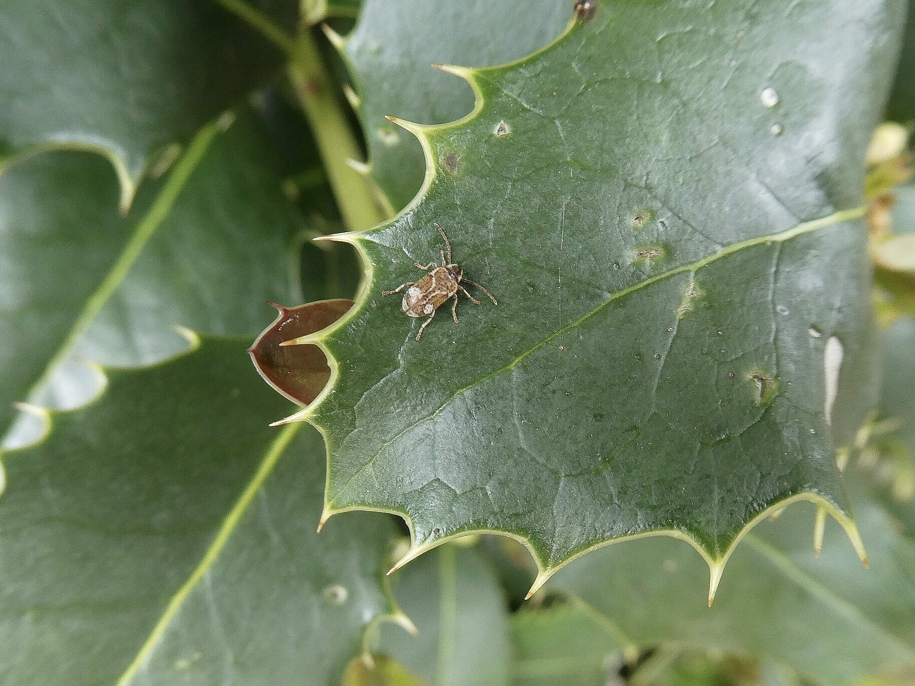 Derde beestje nog zonder naam voor mij
