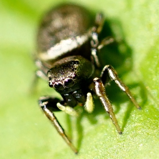 goud/bronskleurige kever