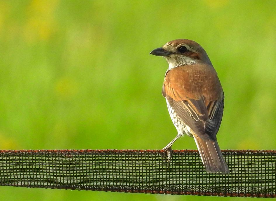 Wat is dit voor een vogel?