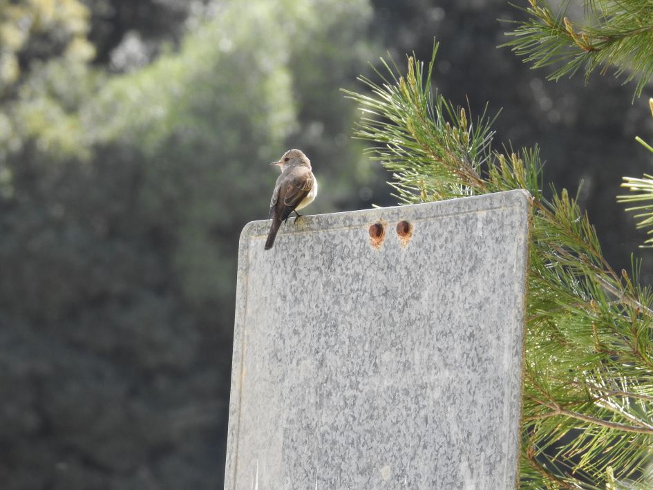 mooi vogeltje maar hoe heet hij/zij?