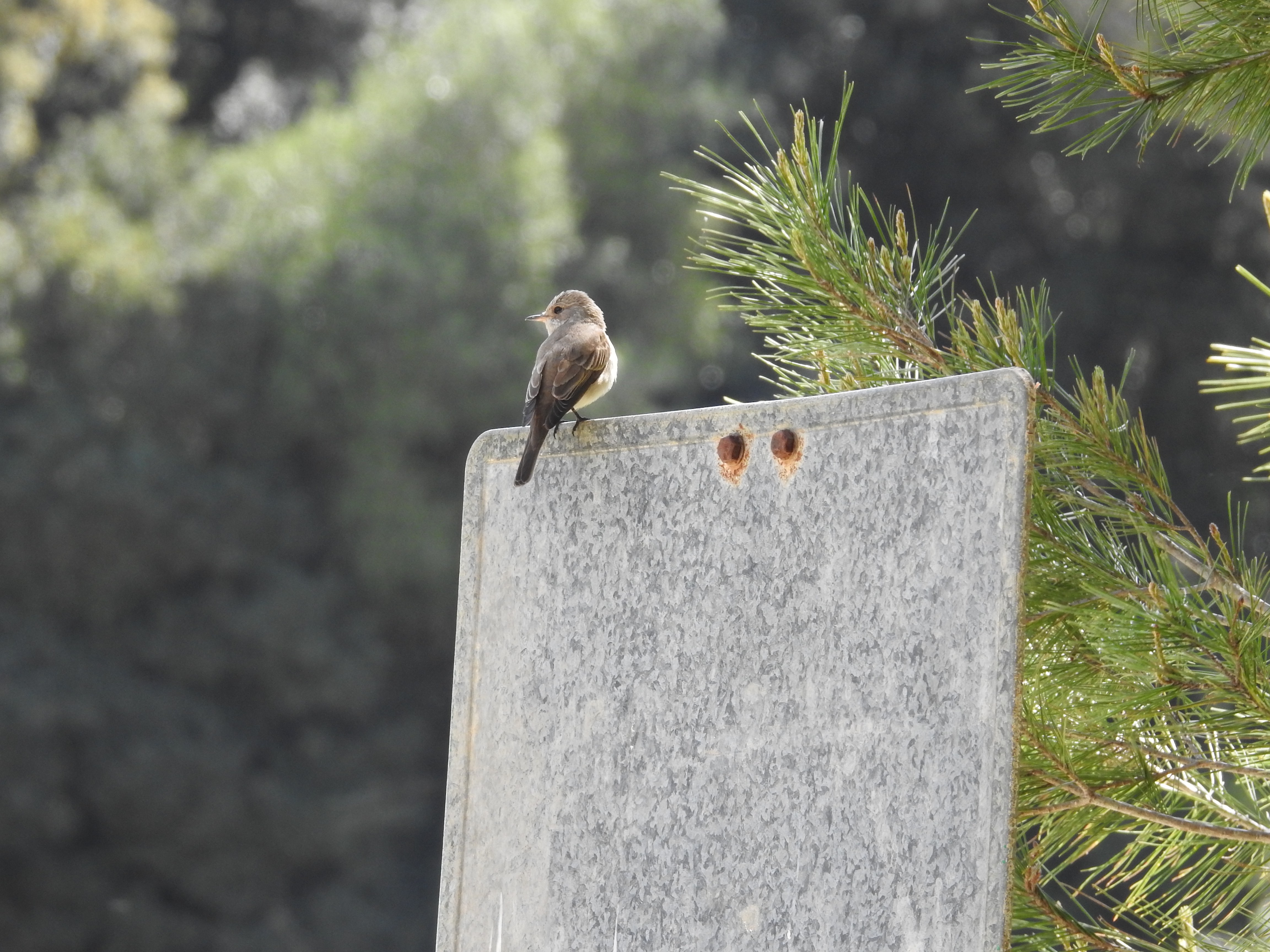 mooi vogeltje maar hoe heet hij/zij?