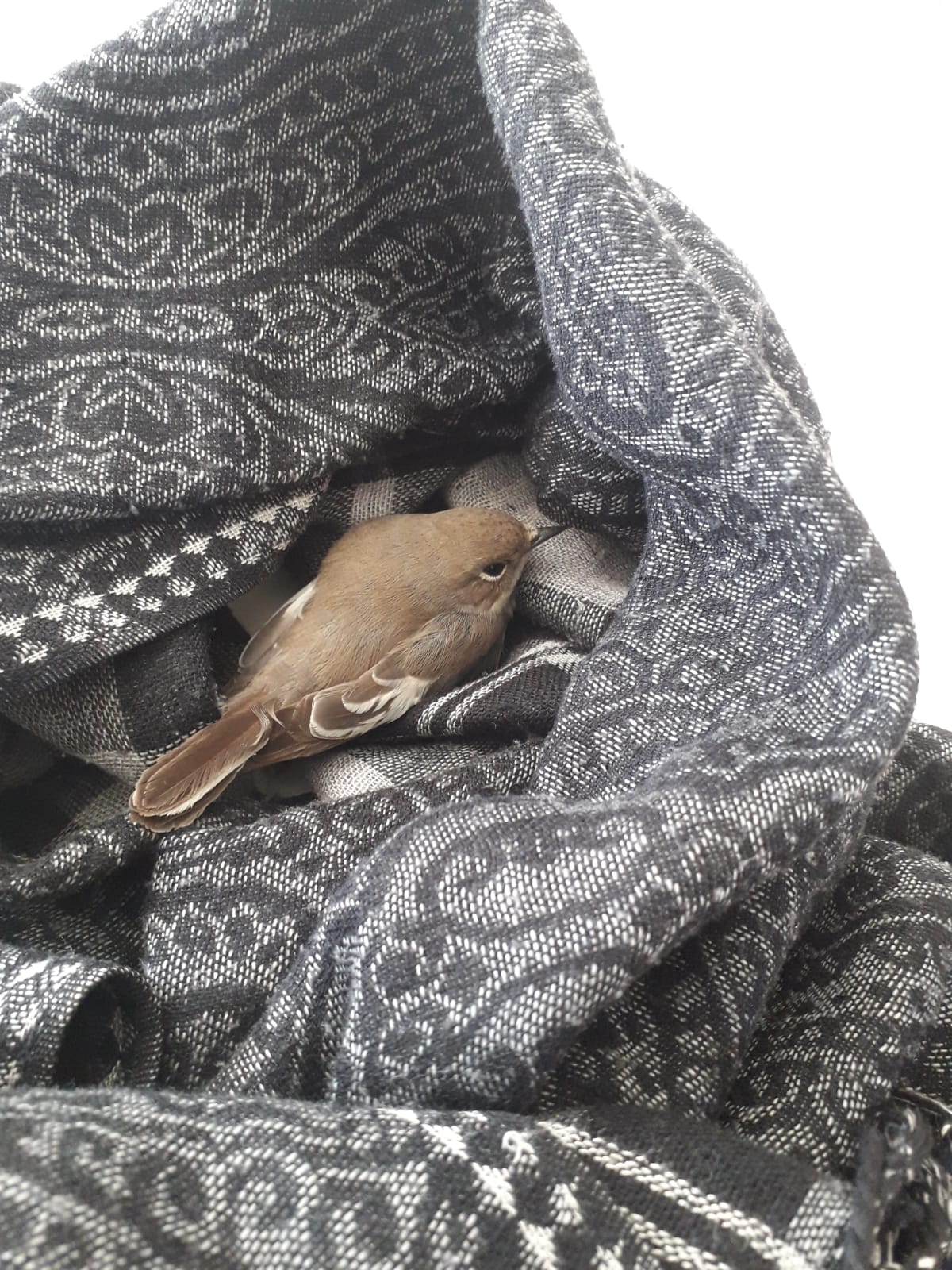 Wie weet welke vogel die is?