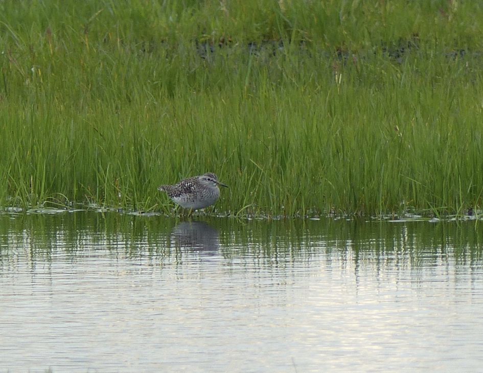 wat voor steltloper is dit?