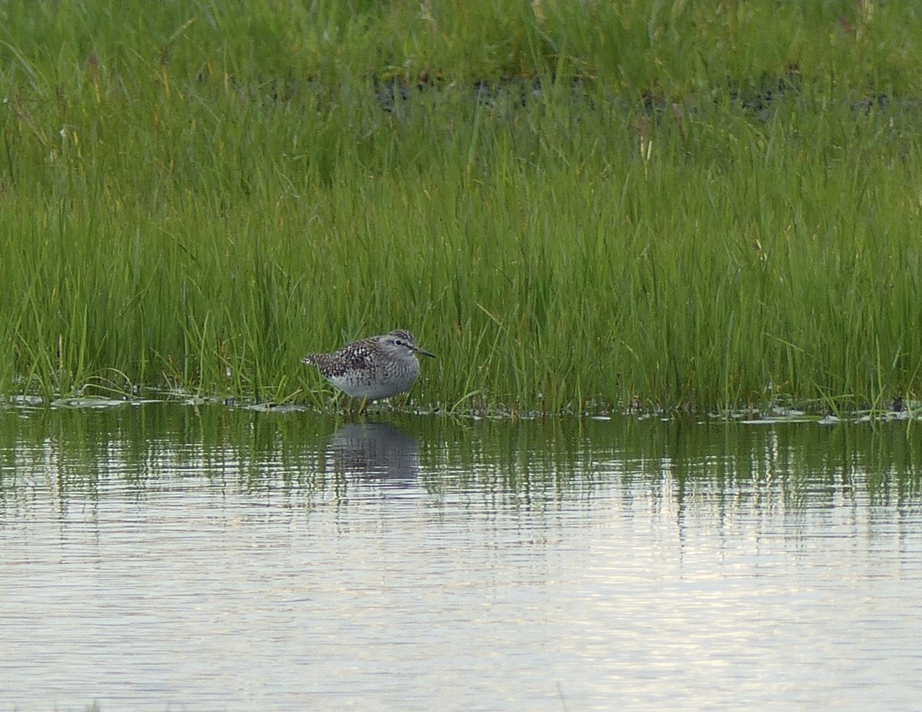 wat voor steltloper is dit?