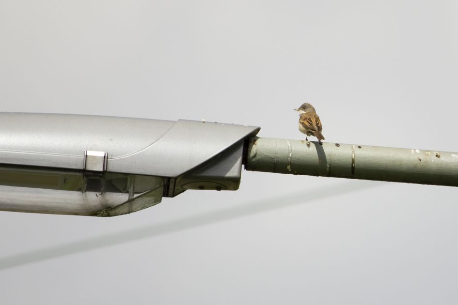 Kleine Karekiet of Bosrietzanger of toch iets anders?