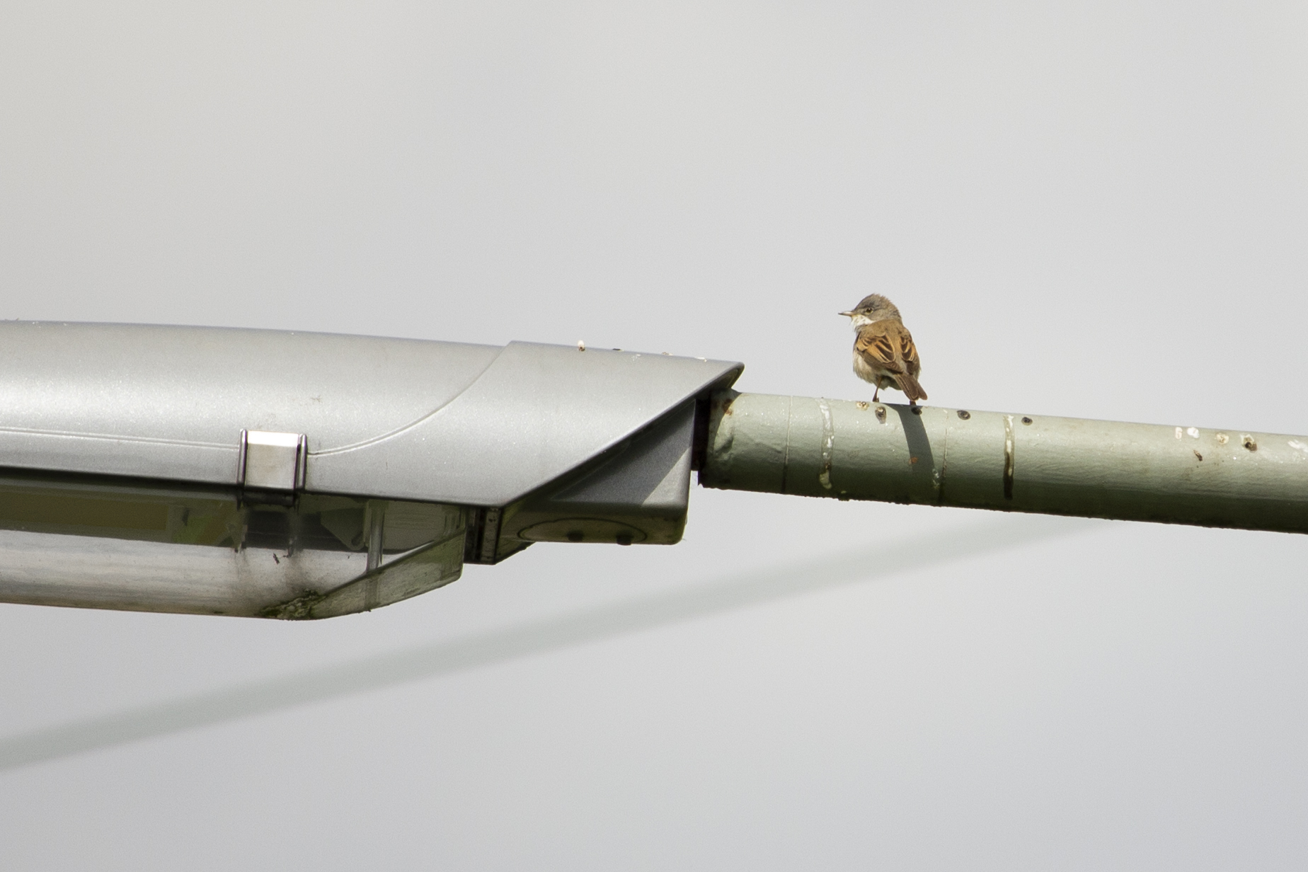 Kleine Karekiet of Bosrietzanger of toch iets anders?