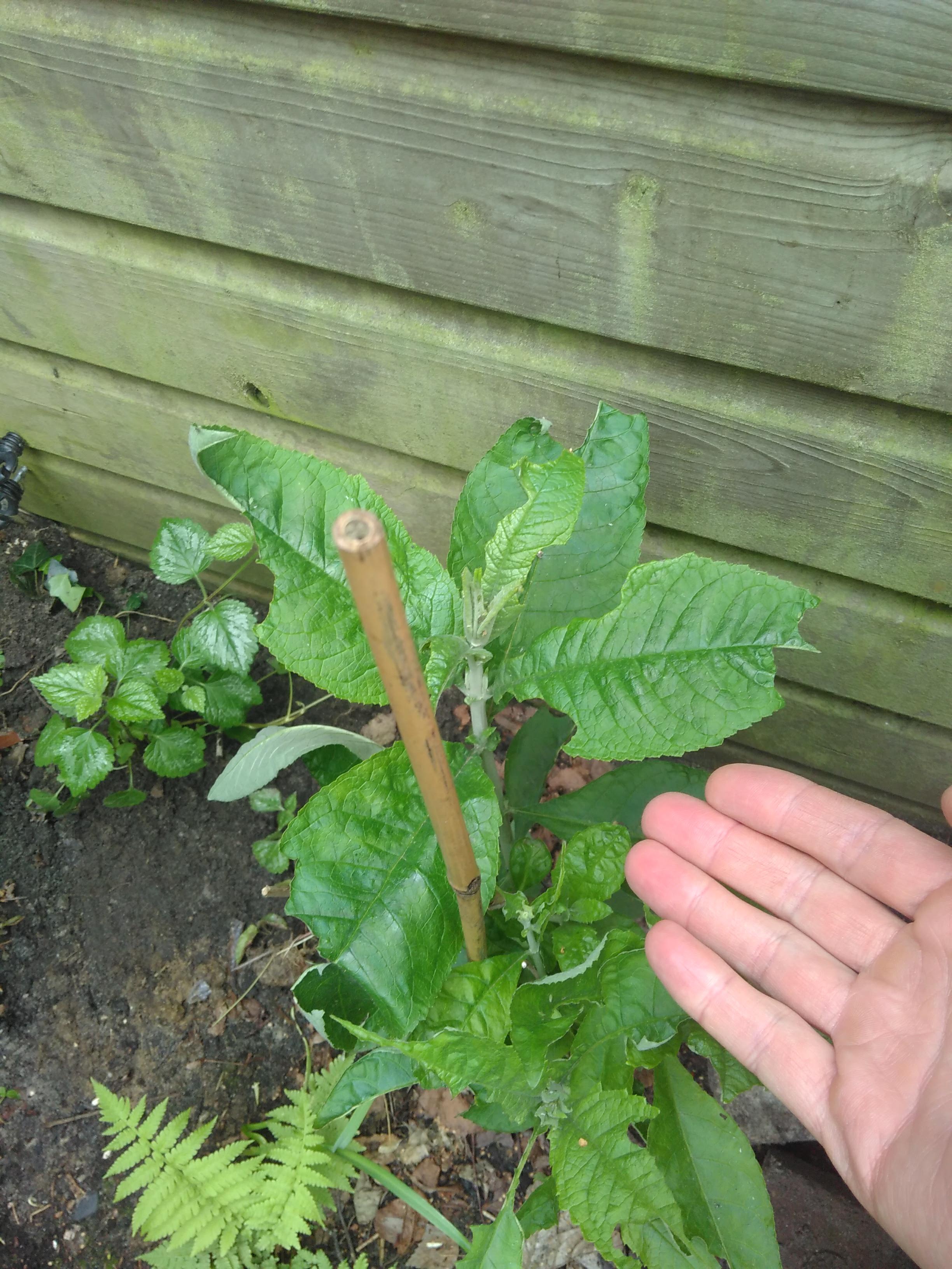 Vlinderstruik heeft raar groot blad