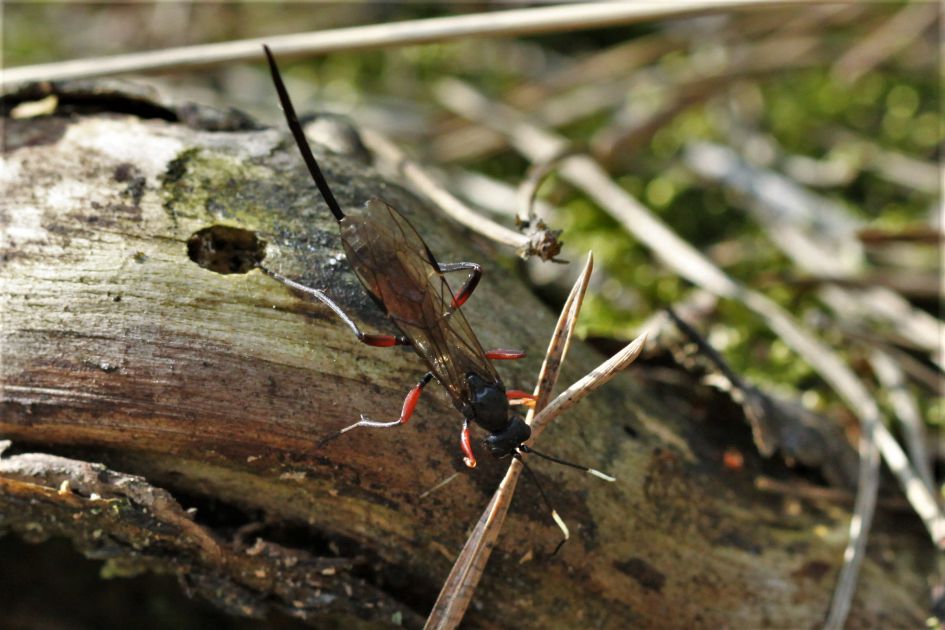 Een sluipwesp....maar welke?